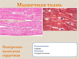 Ткани человека, слайд 18
