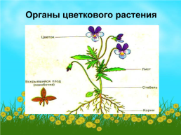 Разнообразен и прекрасен мир растений: мхи, водоросли, папоротники..., слайд 8