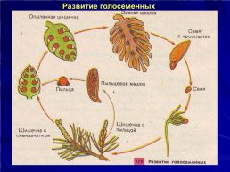 Голосеменные растения, слайд 24