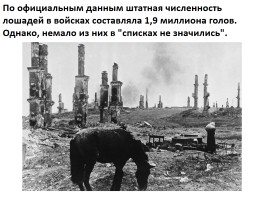 Домашние животные на фронтах Великой Отечественной войны, слайд 6