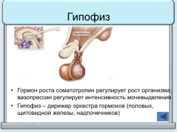 Тренажер "железы организма человека", слайд 15