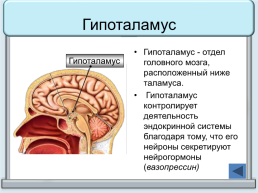 Тренажер "железы организма человека", слайд 35