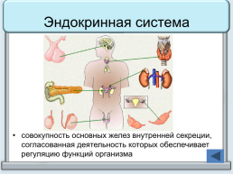 Тренажер "железы организма человека", слайд 4