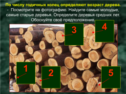 Древесина – природный конструкционный материал. Лесоматериалы. Пиломатериалы, слайд 18