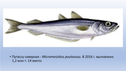 Основные объекты морского промышленного рыболовства, слайд 38