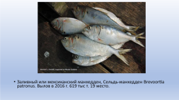 Основные объекты морского промышленного рыболовства, слайд 56