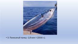 Основные объекты морского промышленного рыболовства, слайд 9