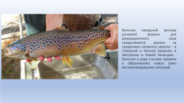 Рекреационный лов за счет выпусков заводской молоди или крупных рыб, слайд 26