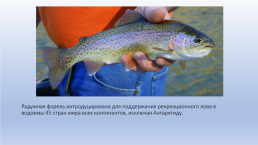 Рекреационный лов за счет выпусков заводской молоди или крупных рыб, слайд 27