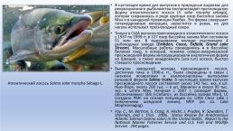 Рекреационный лов за счет выпусков заводской молоди или крупных рыб, слайд 4