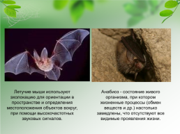 Адаптации организмов к окружающей среде, слайд 13