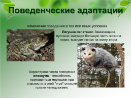 Адаптации организмов к окружающей среде, слайд 14