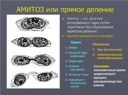 Размножение. Митоз и мейоз наглядное электронное пособие по биологии для 9, 10 классов, слайд 18