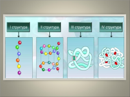 Классная работа тема: биополимеры белки, их строение и основные свойства. Роль в живых организмах, слайд 23