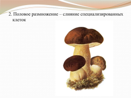 Царства живой природы грибы. Биология 5 класс, слайд 13
