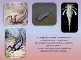 Флора и фауна палеозойской эры часть 1, слайд 26