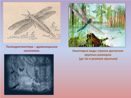 Флора и фауна палеозойской эры часть 1, слайд 44