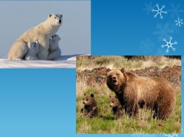 Ненецкая сказка «Белый медведь и бурый медведь», слайд 10