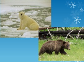 Ненецкая сказка «Белый медведь и бурый медведь», слайд 6