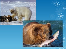 Ненецкая сказка «Белый медведь и бурый медведь», слайд 7