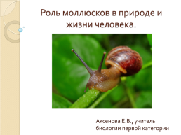 Роль моллюсков в природе и жизни человека, слайд 1