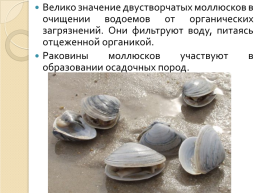 Роль моллюсков в природе и жизни человека, слайд 4