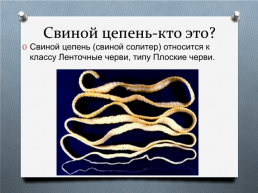 Ленточные черви на примере свиного цепня, слайд 2