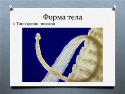 Ленточные черви на примере свиного цепня, слайд 4