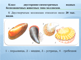Класс двустворчатые моллюски, слайд 2