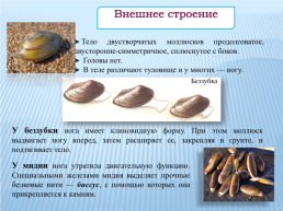 Класс двустворчатые моллюски, слайд 3