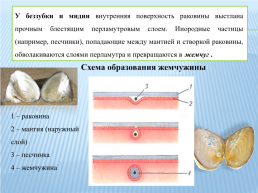Класс двустворчатые моллюски, слайд 4