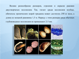 Класс двустворчатые моллюски, слайд 8