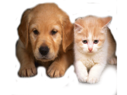 Домашние животные: кошка и собака, слайд 14