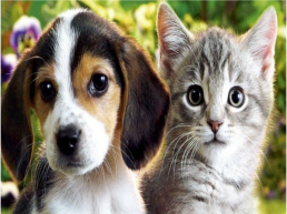 Домашние животные: кошка и собака, слайд 2