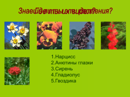 Декоративные растения, слайд 7