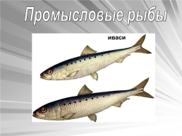 Знакомьтесь: рыбы, слайд 13