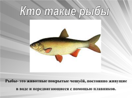 Знакомьтесь: рыбы, слайд 3