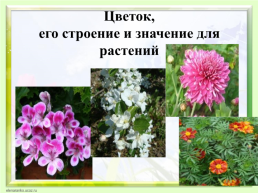 Цветок, его строение и значение для растений, слайд 1