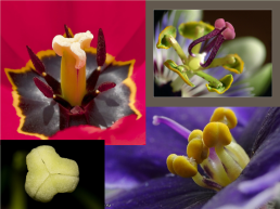 Цветок, его строение и значение для растений, слайд 10