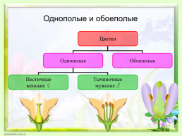 Цветок, его строение и значение для растений, слайд 13