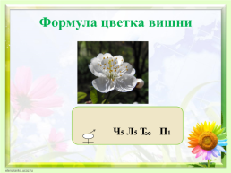 Цветок, его строение и значение для растений, слайд 18
