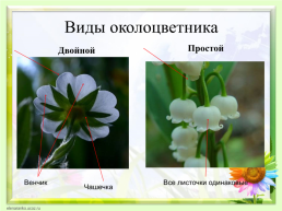 Цветок, его строение и значение для растений, слайд 9