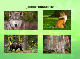 Урок окружающего мира в 3 классе по теме: «Разнообразие животных», слайд 14