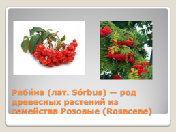 Лекарственные растения Благовещенского района, слайд 16