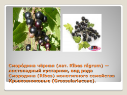 Лекарственные растения Благовещенского района, слайд 19