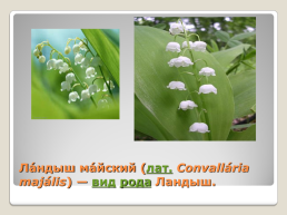 Лекарственные растения Благовещенского района, слайд 23