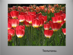 Весенние цветы, слайд 8