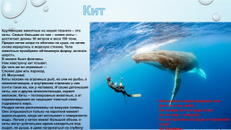 Животный мир морей и океанов, слайд 10