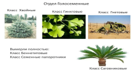 Размножение семенных растений, слайд 4
