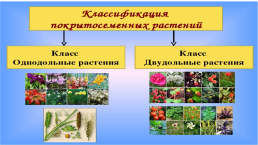 Размножение семенных растений, слайд 6